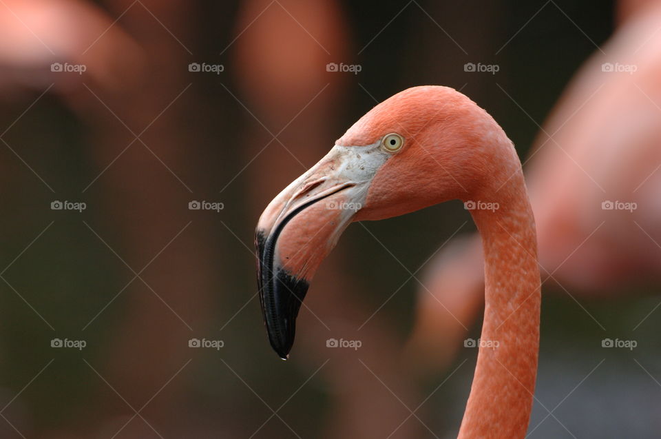Birds, Flamingo