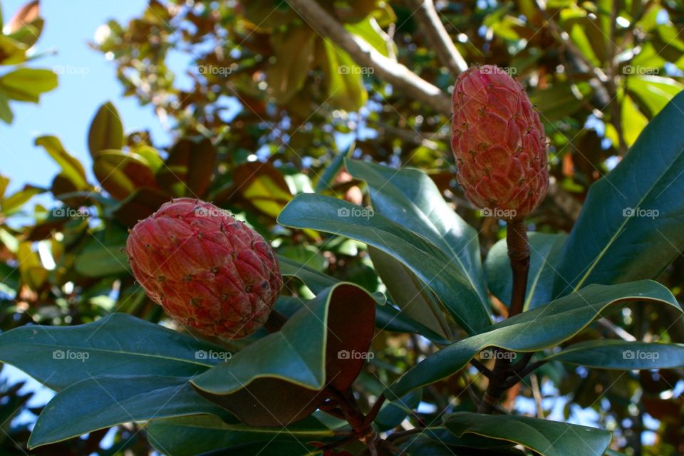 Close-up of magnolia tree seed pods