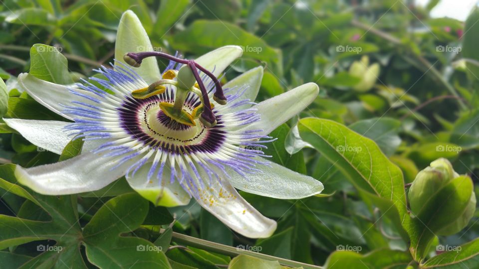 nature