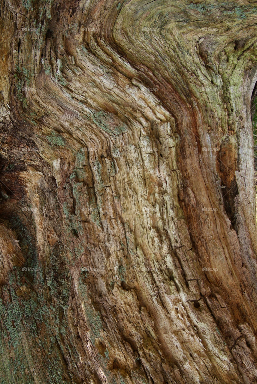 Tree bark, Aura Force, Lake District, UK