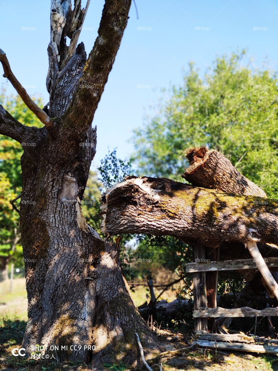 trees and forest series