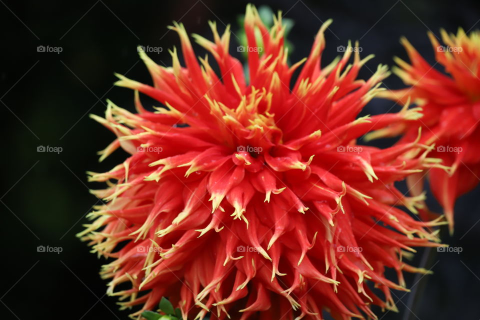 Red flower closeup 