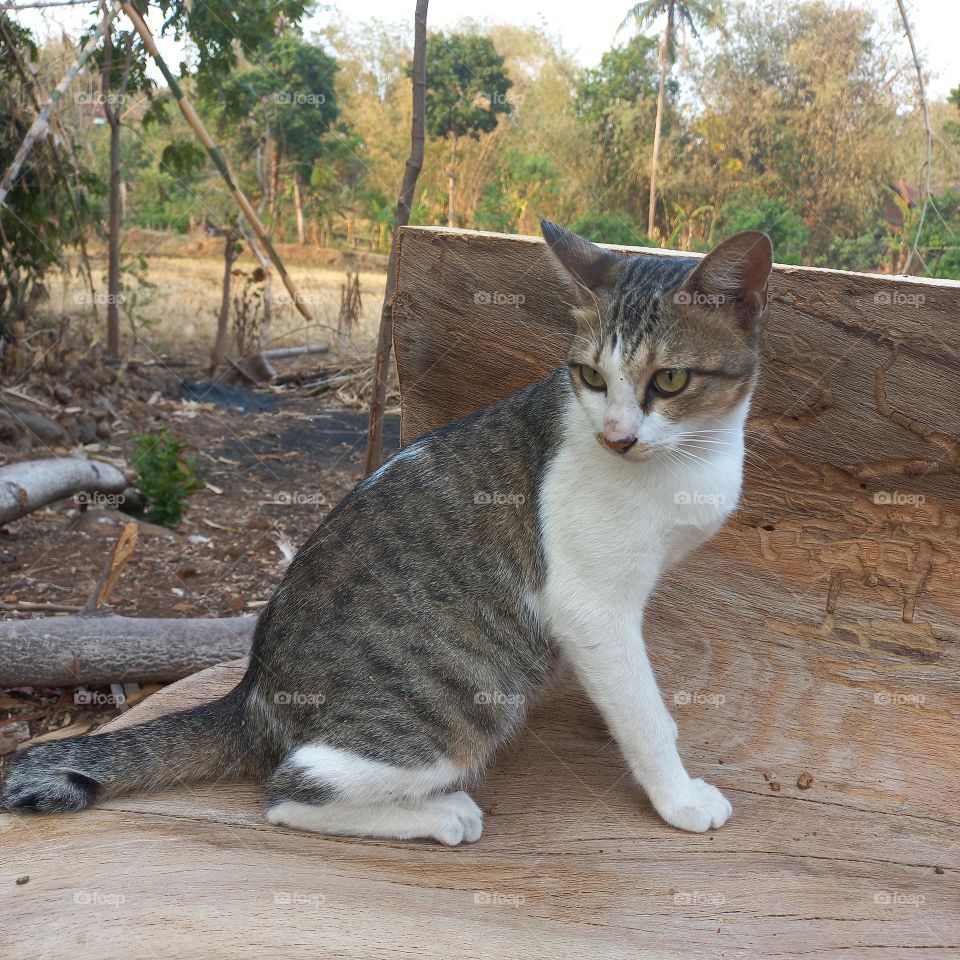 Beautiful cat sitting on a piece of wood