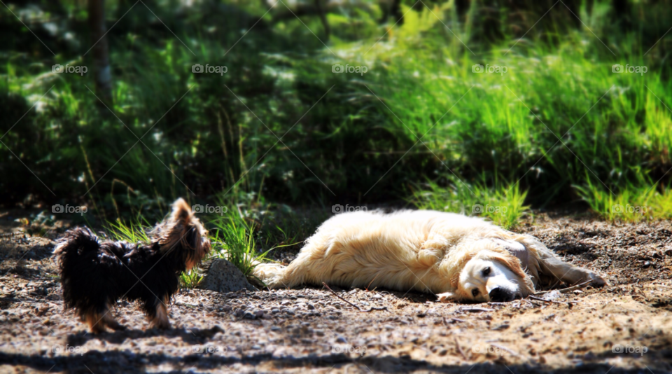 beach dog dogs funny by sergio_from_ireland