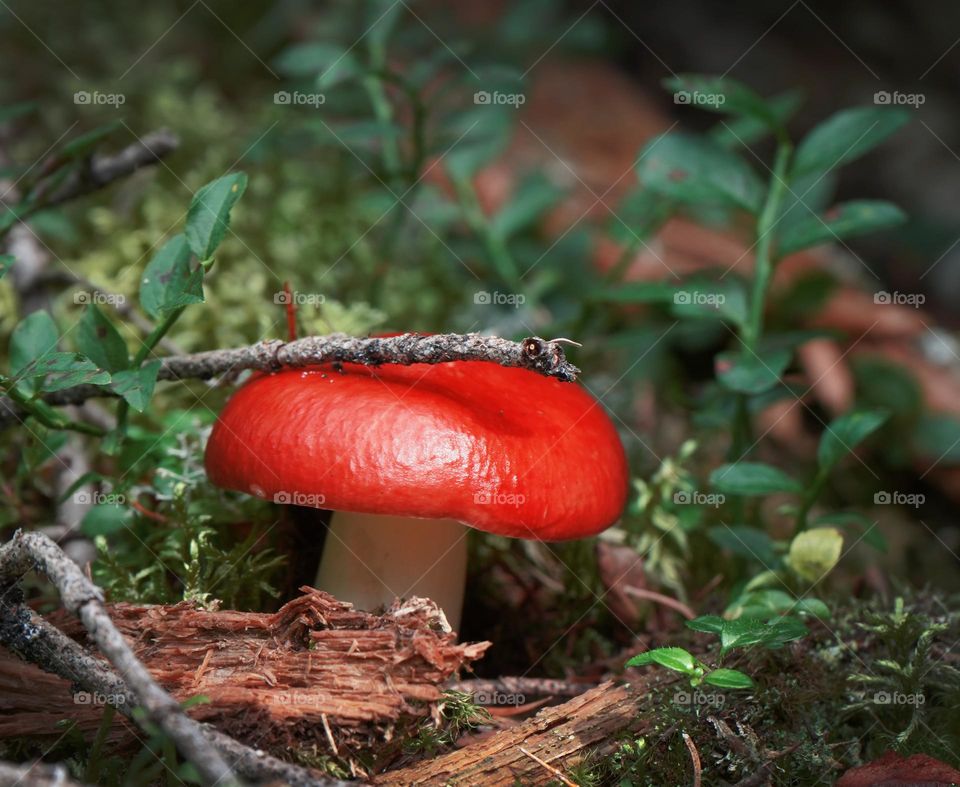 bright mushroom