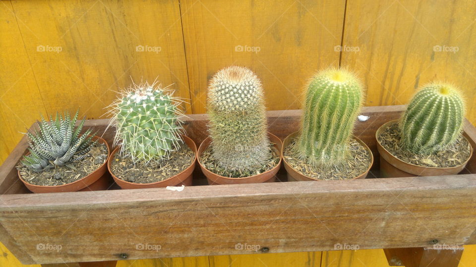 Cactuses 