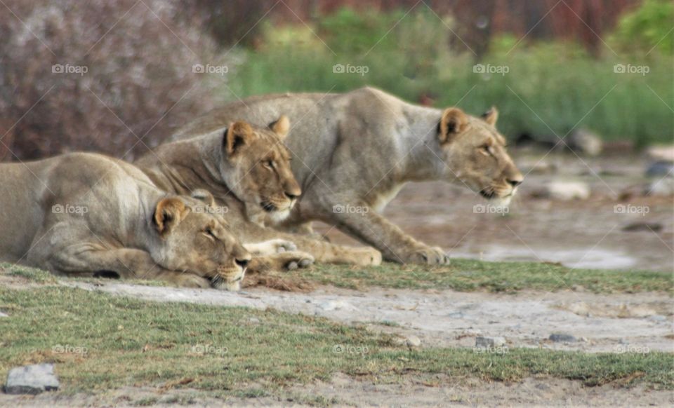 Lionesses sizing up their prey