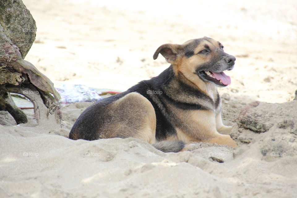 Happy dog at the beach 
