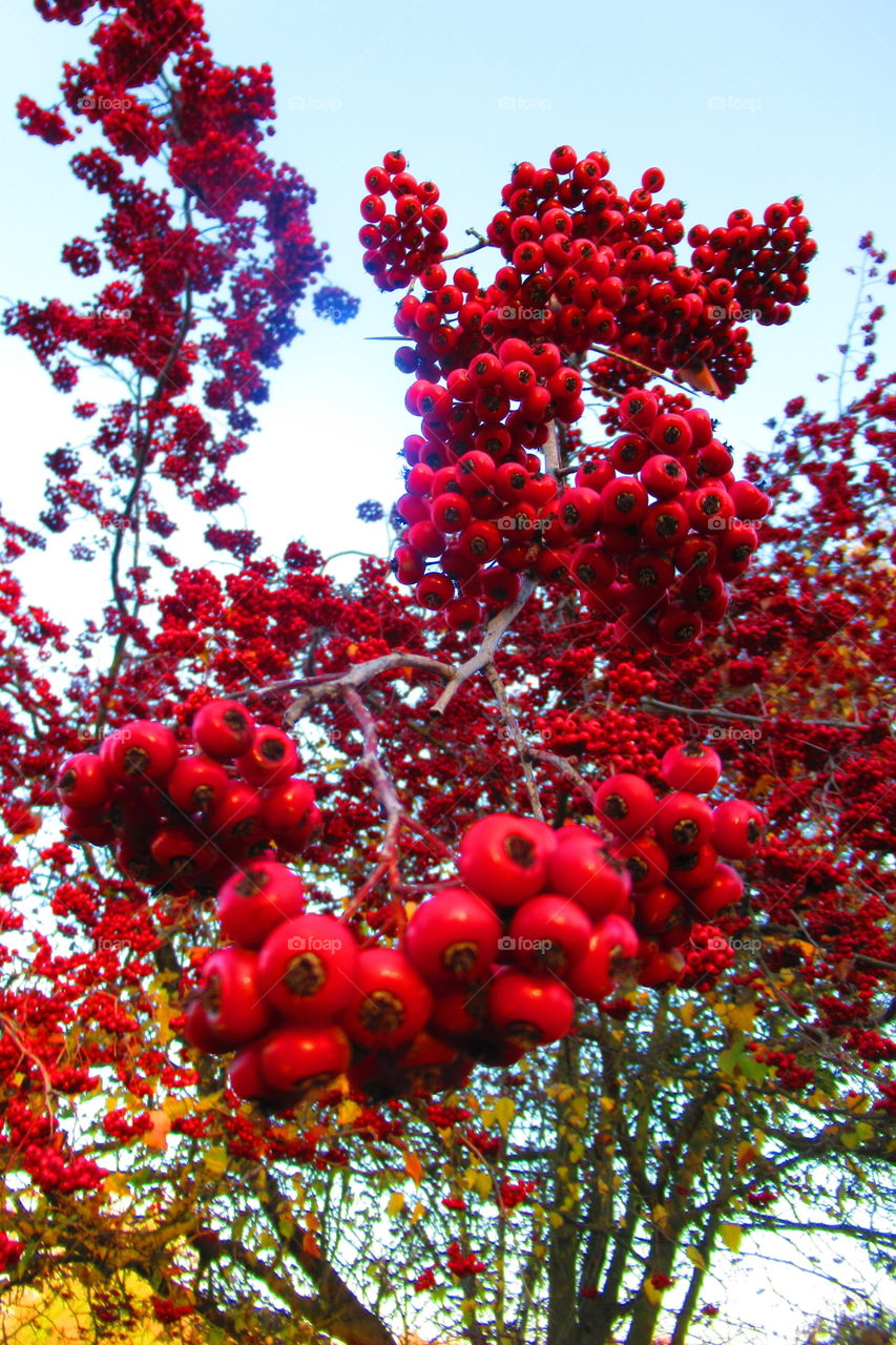 Mountain Ashe tree