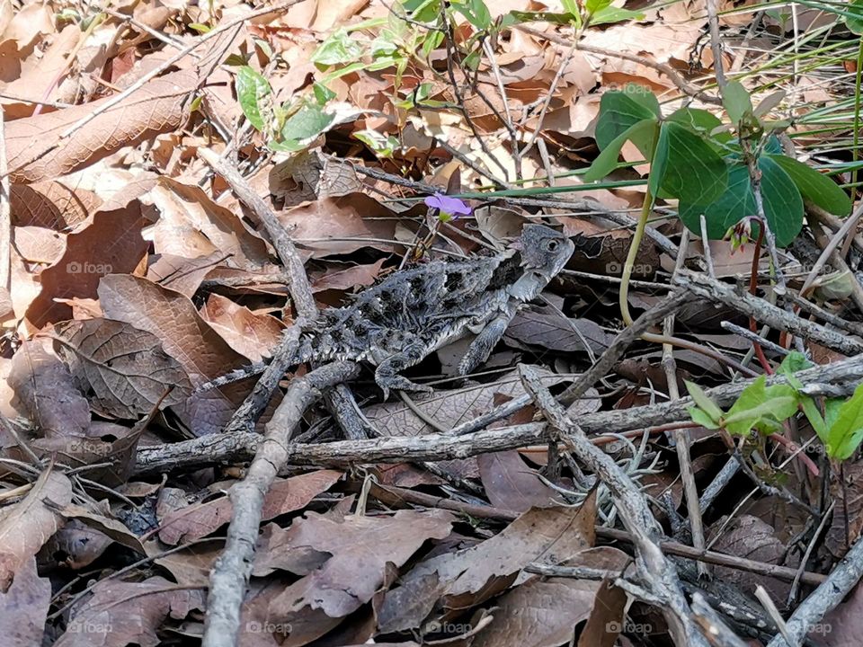 Spiny lizard