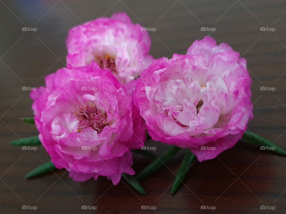 the Portulaca Grandiflora