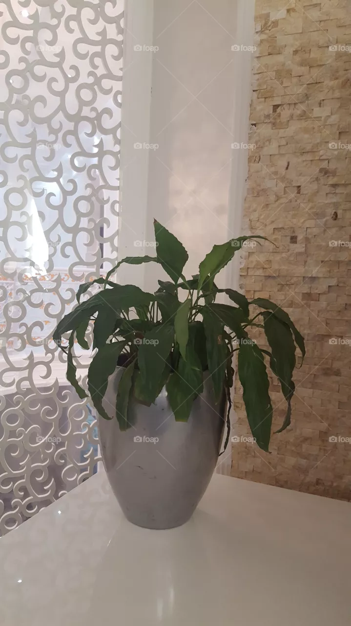 House trees