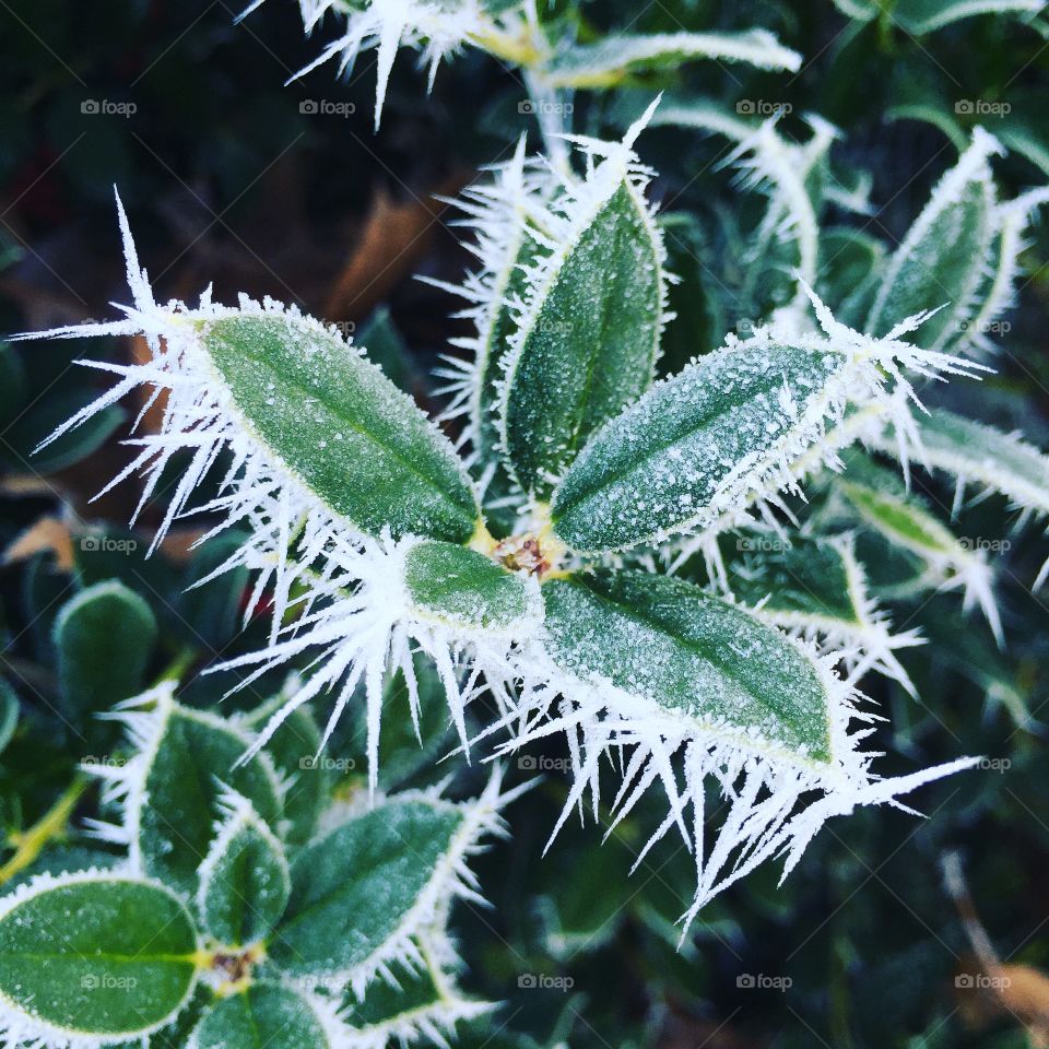 Holly Fog frost