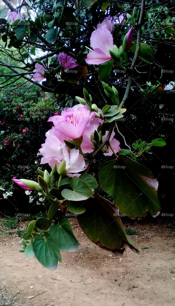Branch with pink blooming wildflower 
and leaves hanging in tree outdoors
in daylight