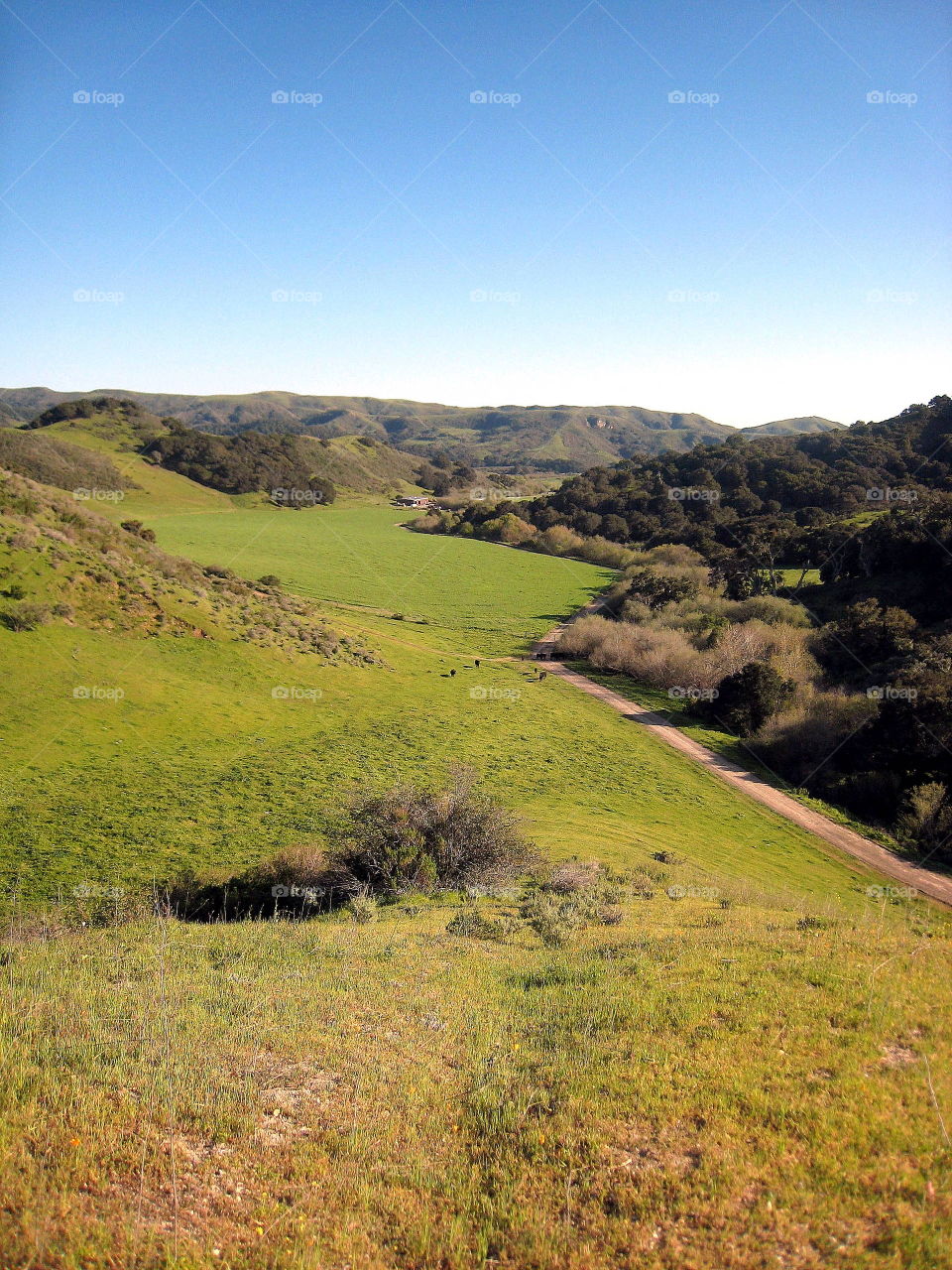 Mountain meadow