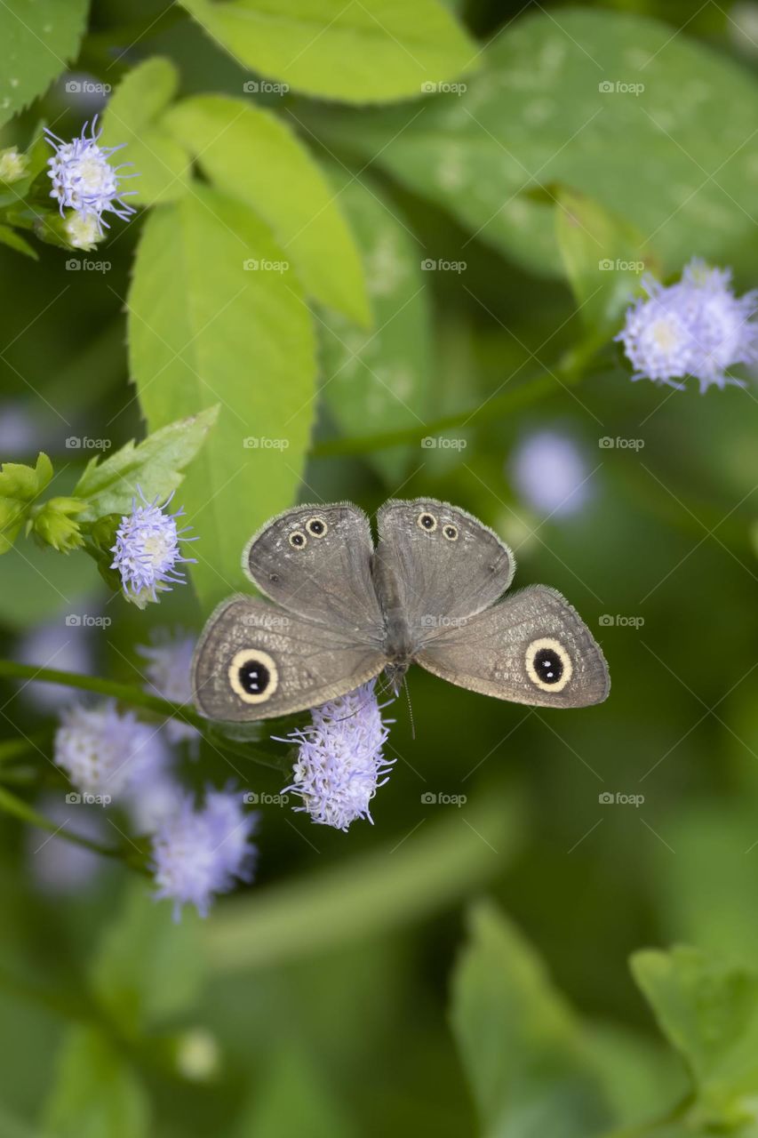 Eing Butterfly on Lavendar Babybreath Flowers