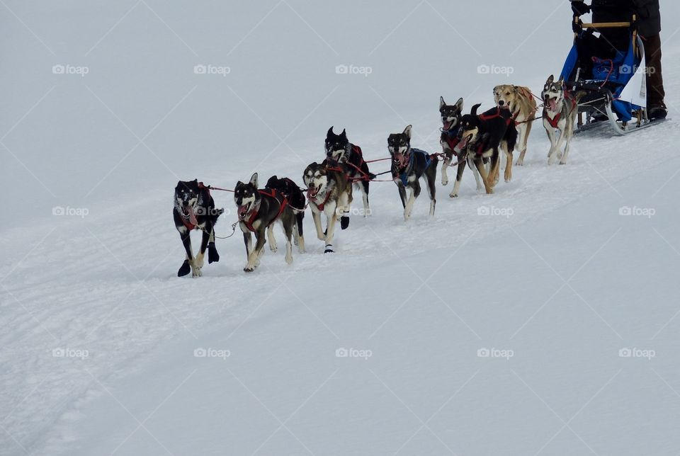 Huskies in a sled dog race