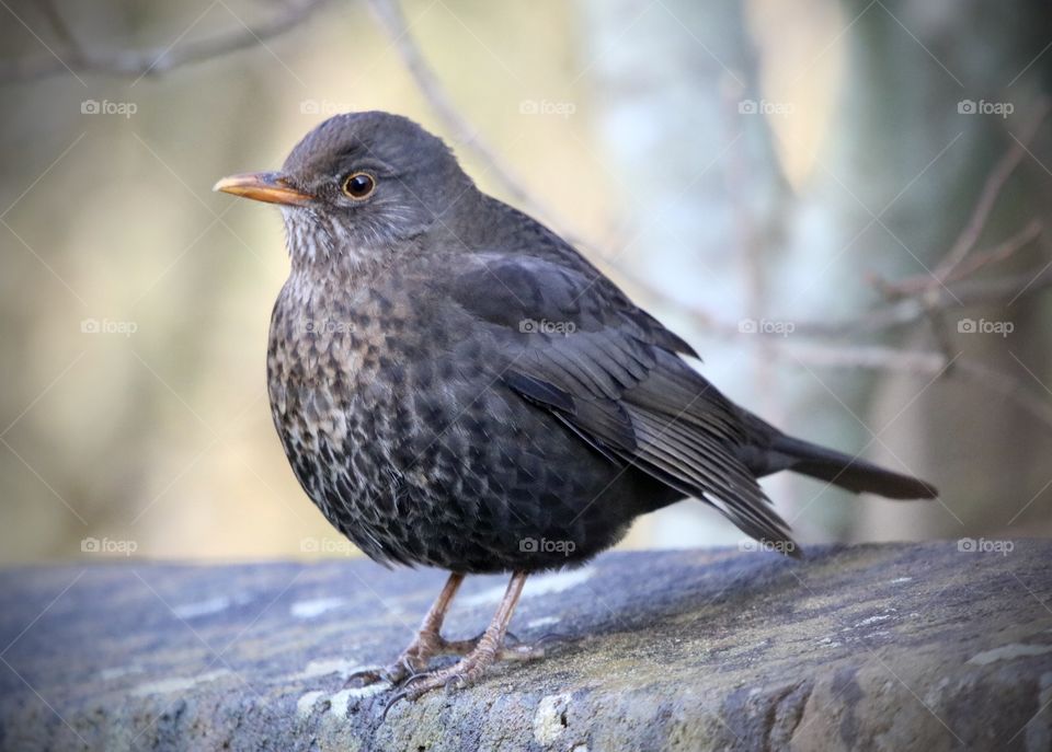 Female Blackbird 