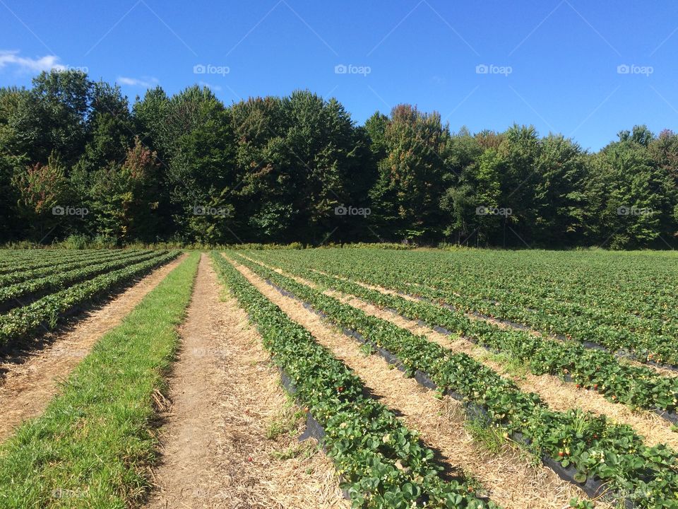 Strawberry Fields during Summer in Canada 