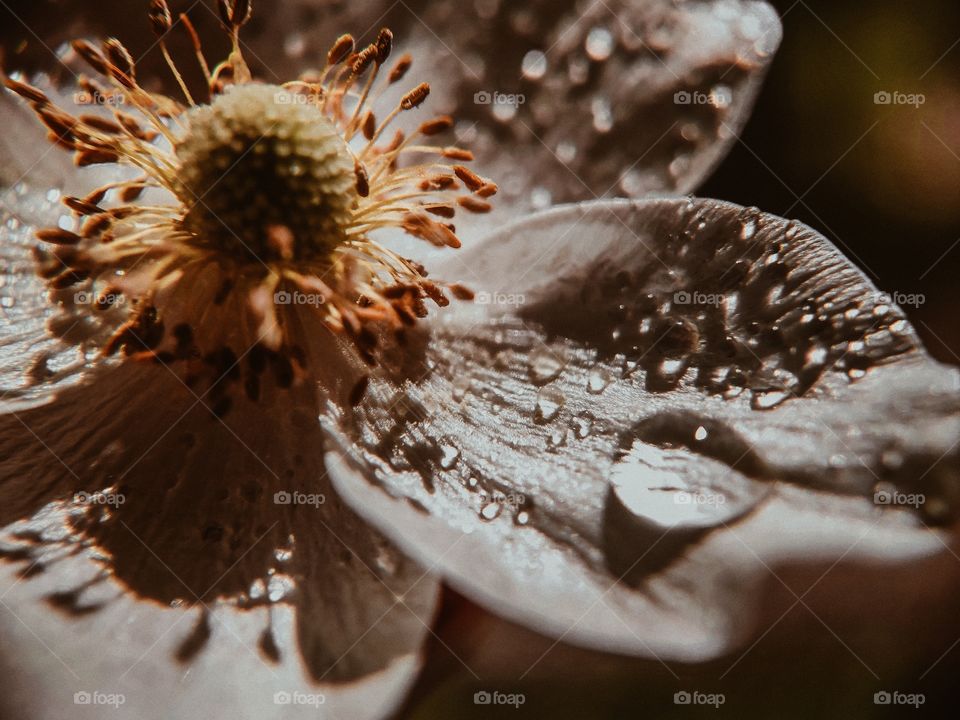 White flower with dew drops