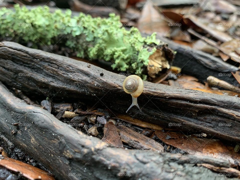 Another little snail friend found in nature!