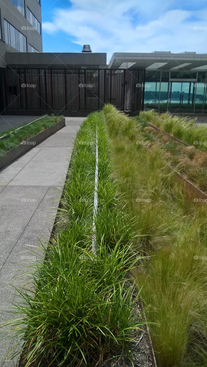 grass