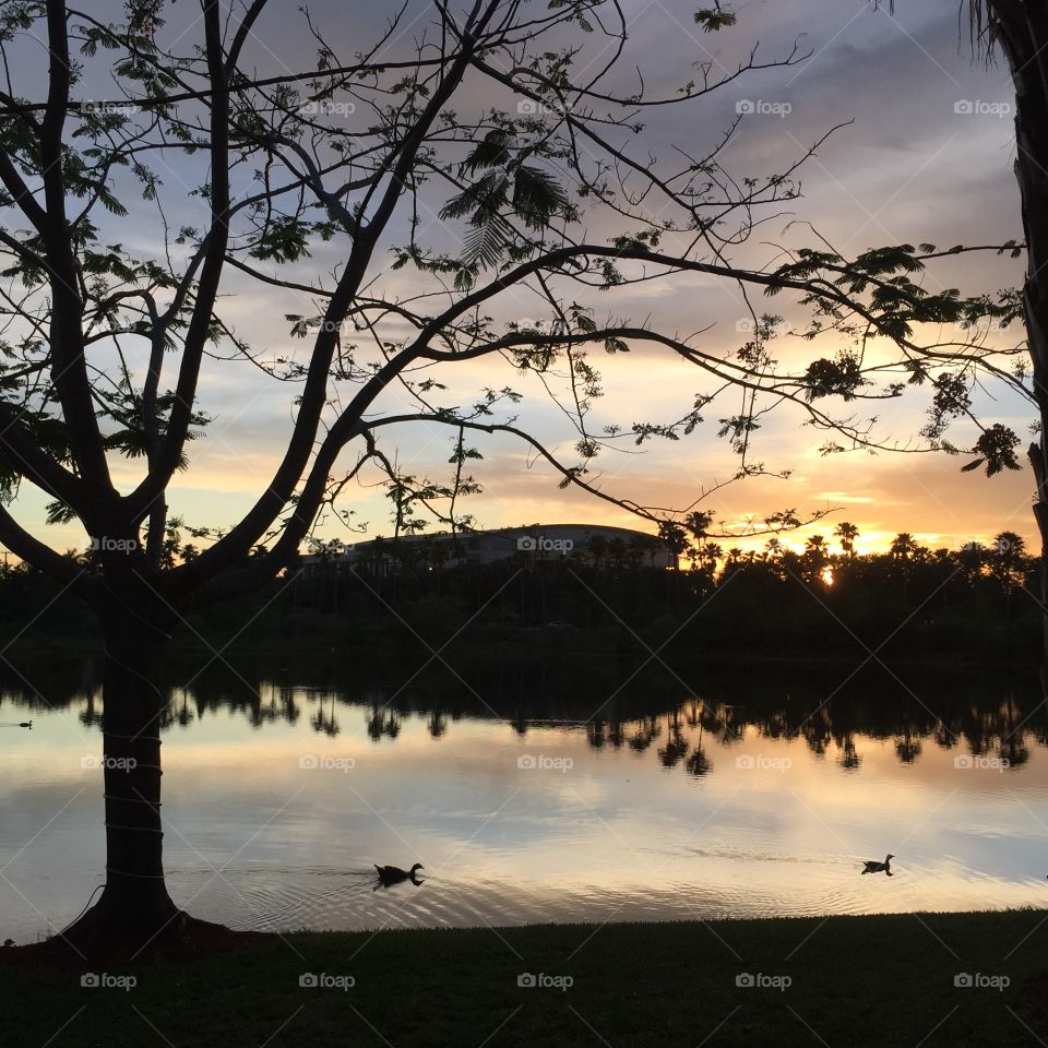 Tree, Landscape, Lake, Silhouette, Reflection