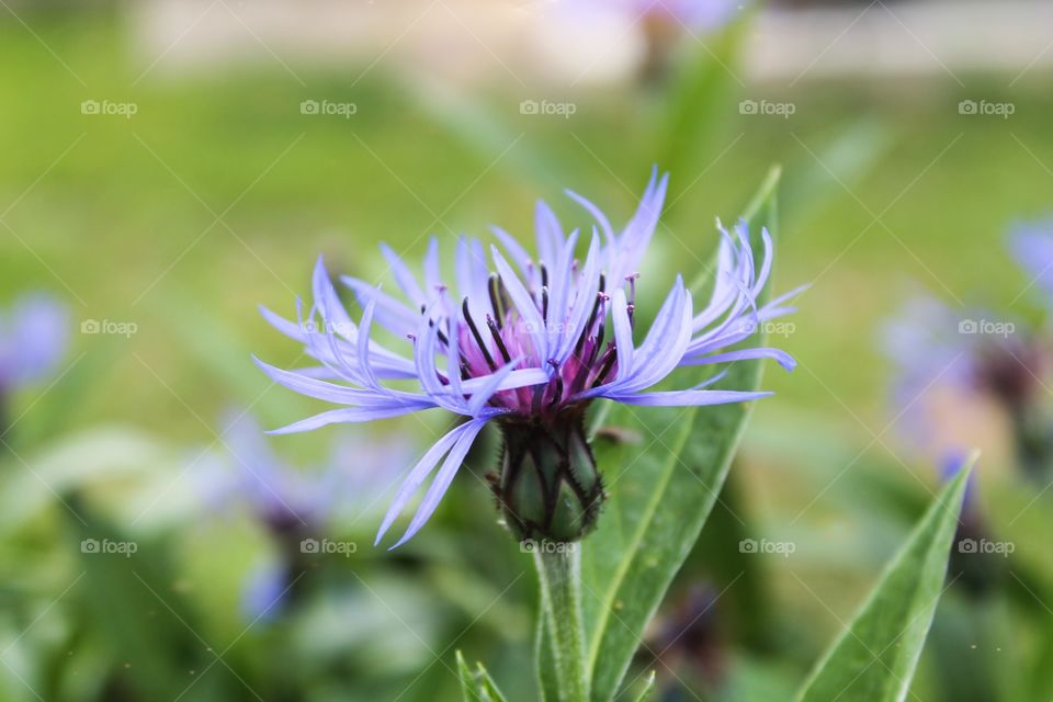 Beautiful Estonian flower