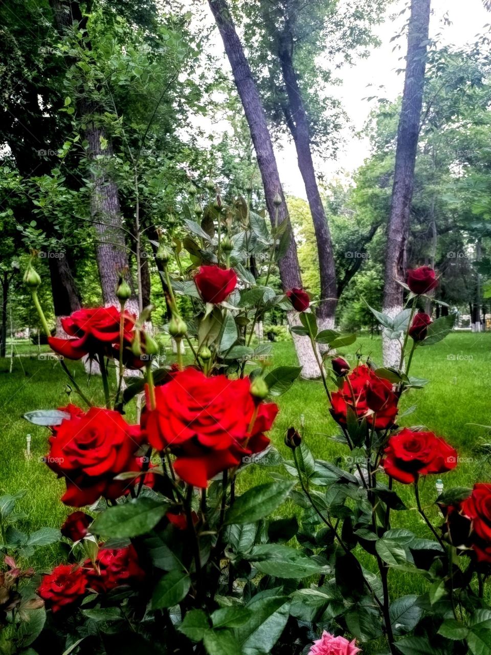 Roses