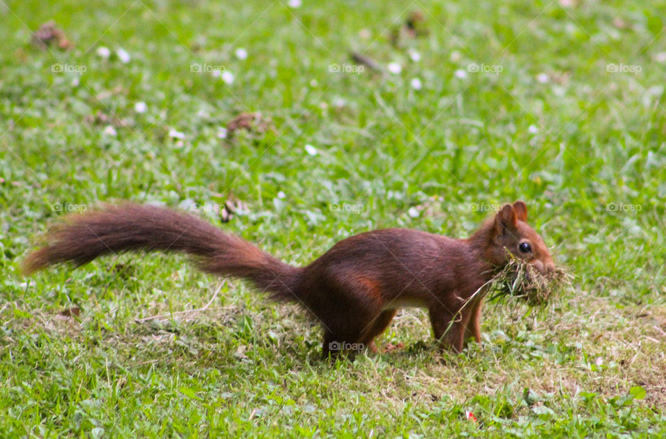 cute squirrel