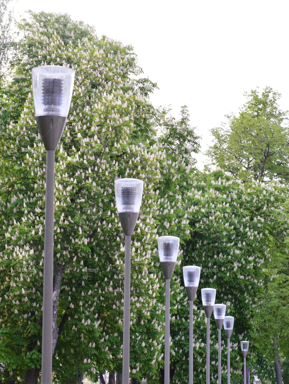 chestnut and row of lamps