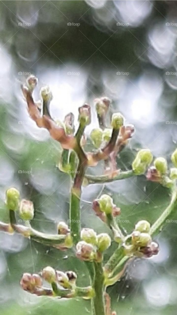 spider web and sun light