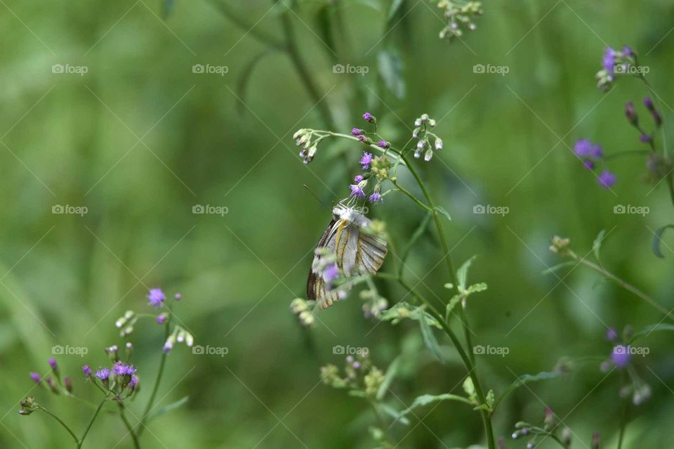 white striping butterfly on flower
