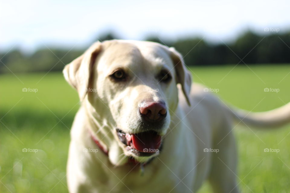 Close-up of a dog standing on the grass