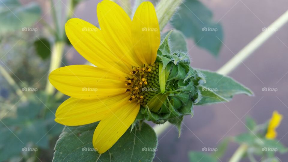 Half Open Sunflower