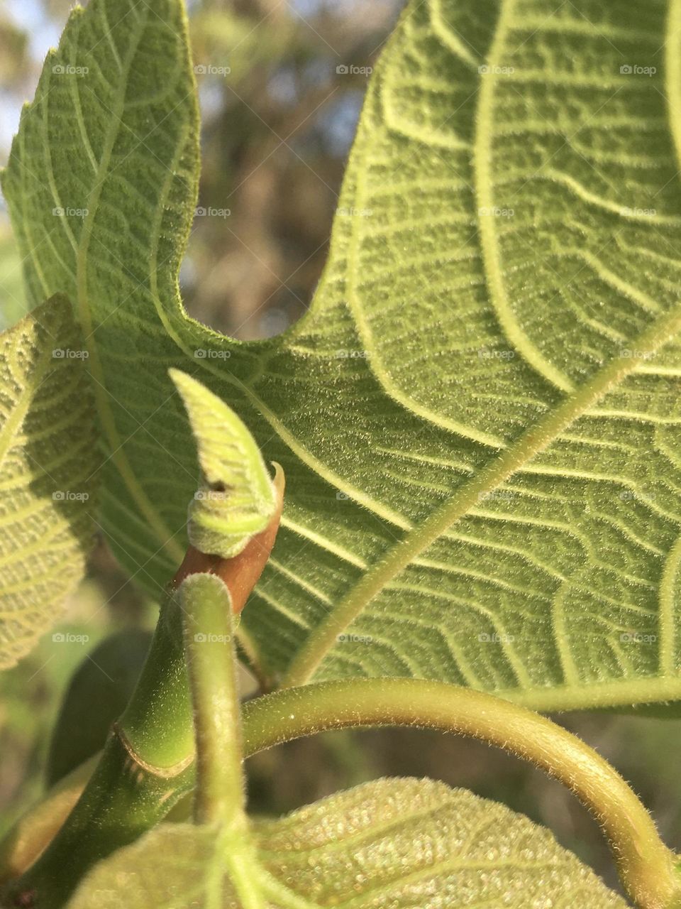 Fresh leaf bud of fig tree