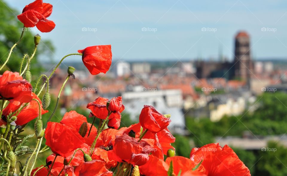 Flower, Nature, Flora, Summer, Garden