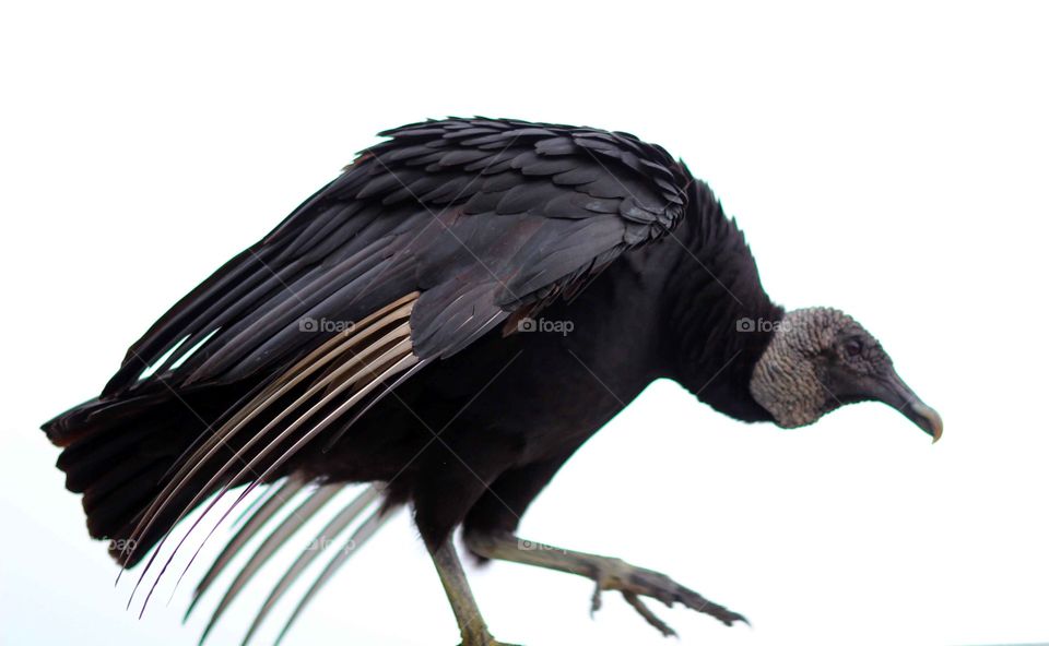 Black Vulture on a White Background
