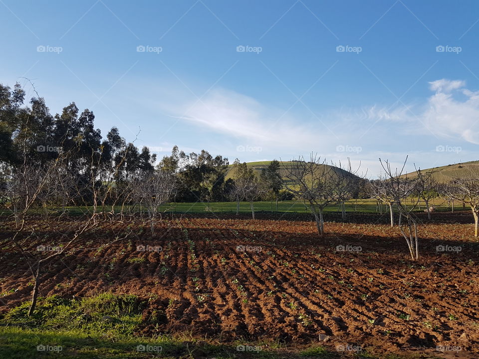 Moroccan Agricultural fields #9