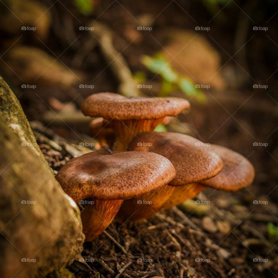 Fungs in wild life still looks great or what