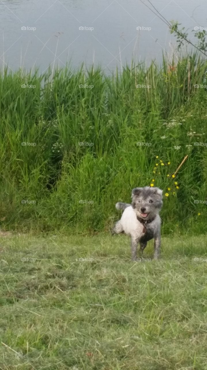 Grass, Hayfield, Field, Nature, Mammal