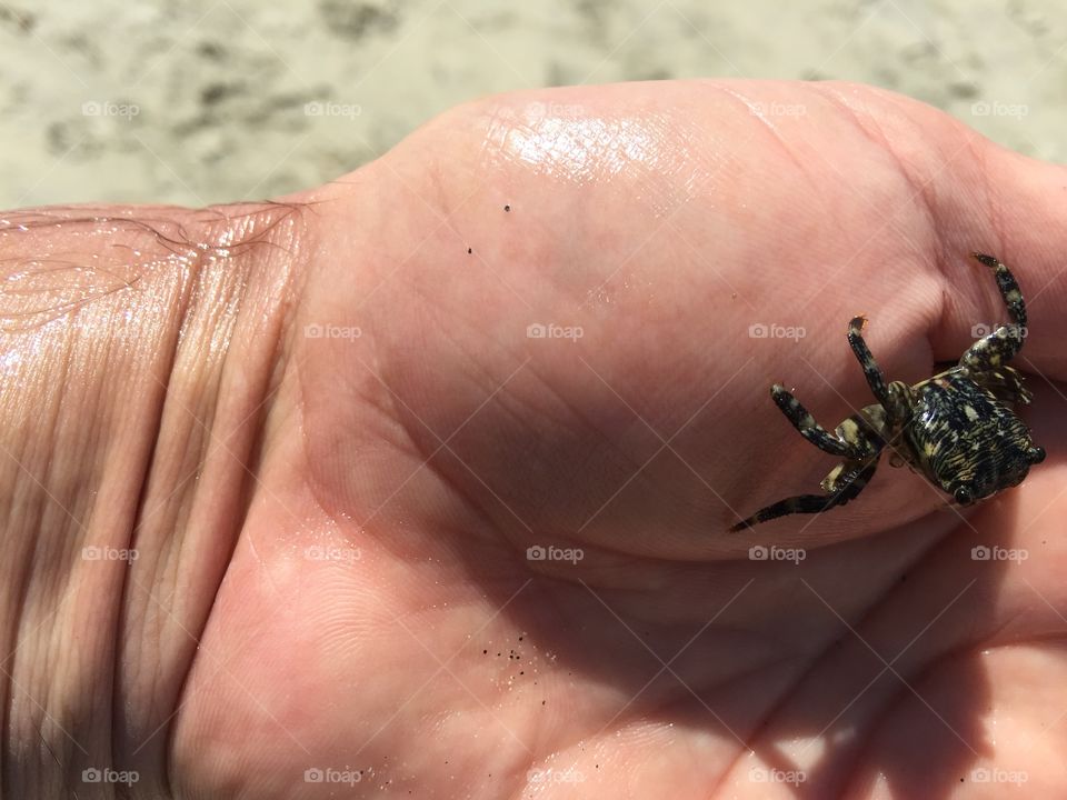 Small black crab of California 