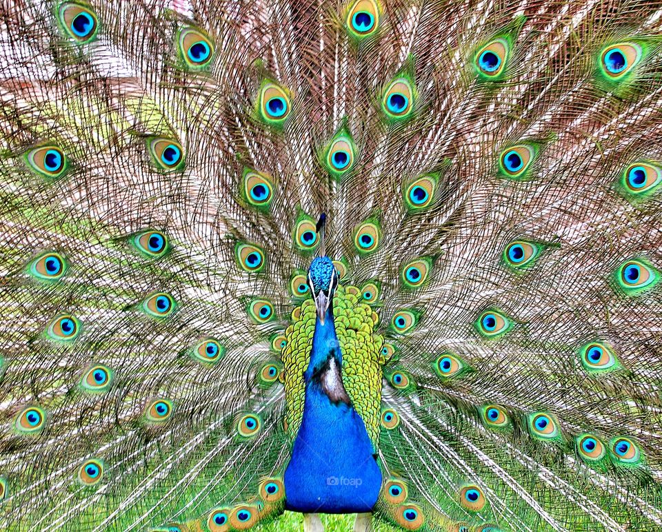 peacock