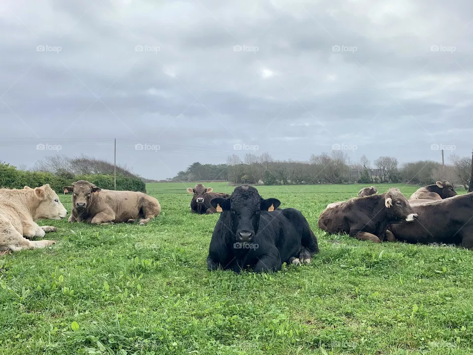 Cows in the meadow