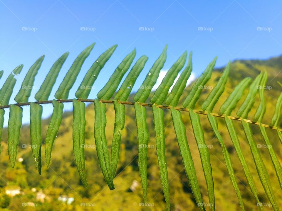 uttrakhand  forest view