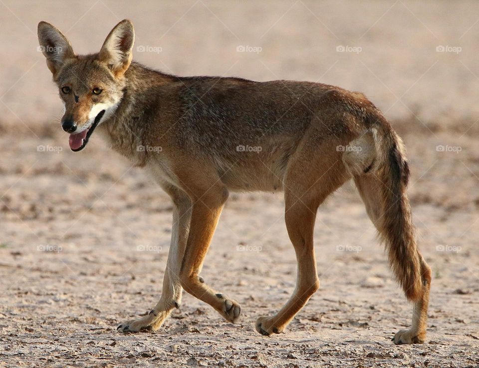 Female Coyote in the Desert