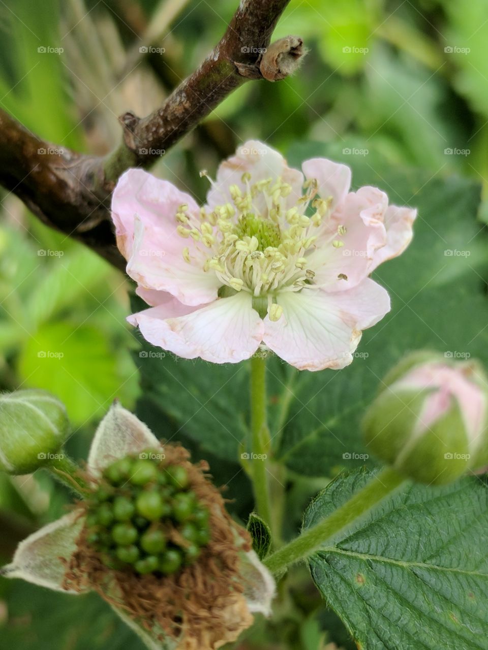 baby blackberry, bud & bloom