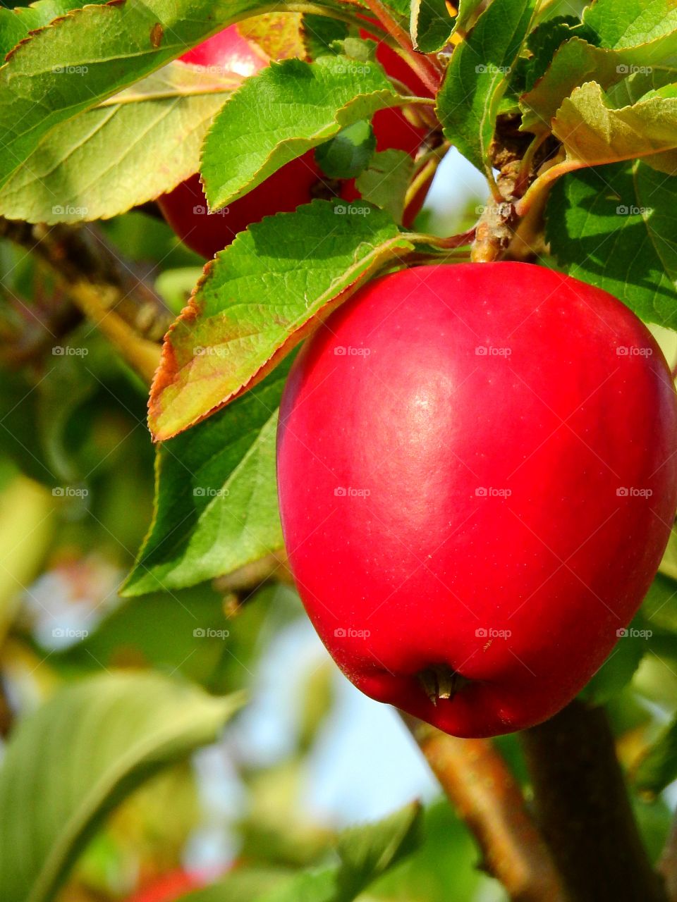 Red Apple 