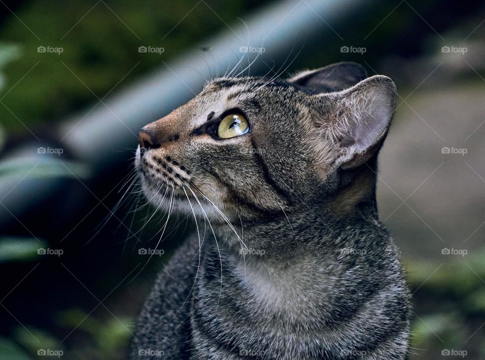 Domestic cat  - curious look