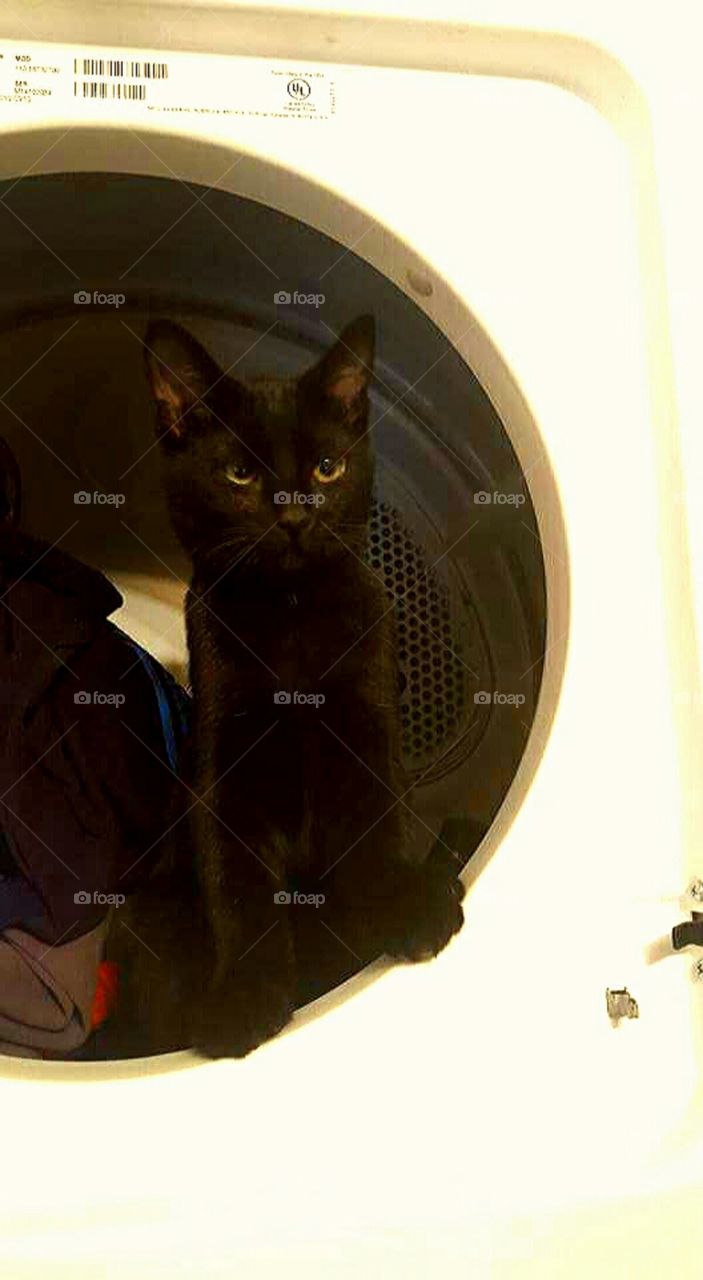 cat in the dryer.